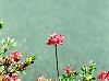IMG-0023.JPG