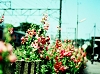 IMG-0028.JPG